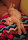 Gilligan the Kitten