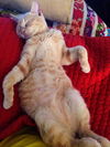 Gilligan the Kitten