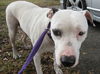 Sailor the Friendly Dogo