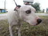 Sailor the Friendly Dogo