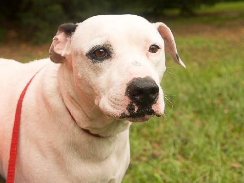 Sailor the Friendly Dogo