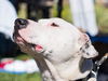 Sailor the Friendly Dogo