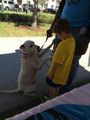Sailor the Friendly Dogo