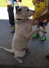 Sailor the Friendly Dogo