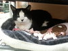 Tuxedo the Lovable, Calm Lap Cat