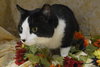 Tuxedo the Lovable, Calm Lap Cat