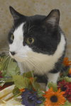 Tuxedo the Lovable, Calm Lap Cat