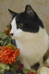 Tuxedo the Lovable, Calm Lap Cat