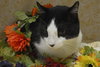 Tuxedo the Lovable, Calm Lap Cat