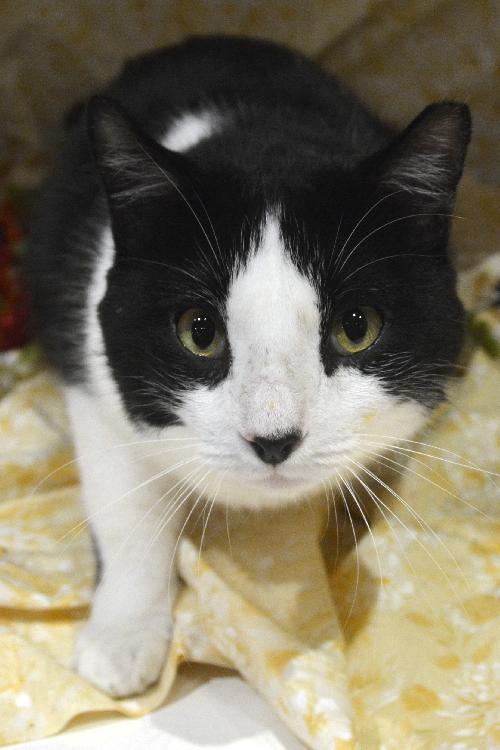 Tuxedo the Lovable, Calm Lap Cat