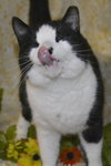 Tuxedo the Lovable, Calm Lap Cat