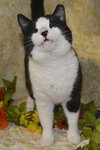 Tuxedo the Lovable, Calm Lap Cat