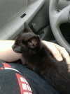 Peppermint the Kitten