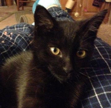 Peppermint the Kitten