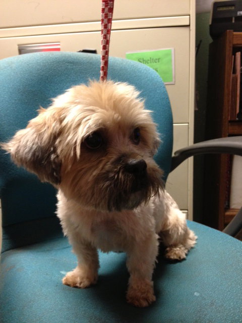Tebow the Shorkie