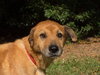 Lillian the Senior Lab Blend