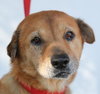 Lillian the Senior Lab Blend