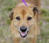 Lillian the Senior Lab Blend