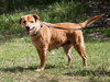 Lillian the Senior Lab Blend