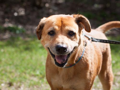 Lillian the Senior Lab Blend