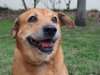 Lillian the Senior Lab Blend