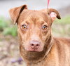 Armani the Italian Greyhound Blend