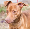 Armani the Italian Greyhound Blend