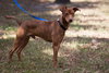Armani the Italian Greyhound Blend