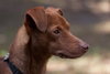 Armani the Italian Greyhound Blend
