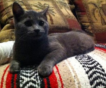 Tally the Russian Blue Kitten