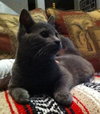 Tally the Russian Blue Kitten