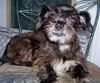 Beauregard the Shih Tzu