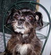 Beauregard the Shih Tzu