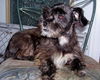 Beauregard the Shih Tzu