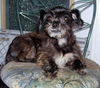 Beauregard the Shih Tzu