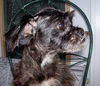 Beauregard the Shih Tzu