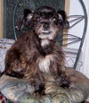 Beauregard the Shih Tzu