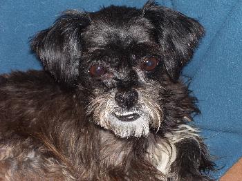 Beauregard the Shih Tzu