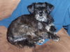 Beauregard the Shih Tzu