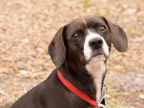 Ansvarlige person om vært Tucker the Boston Terrier Beagle Blend's Web Page