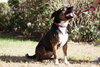 King the Handsome Shepherd Blend
