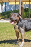 King the Handsome Shepherd Blend