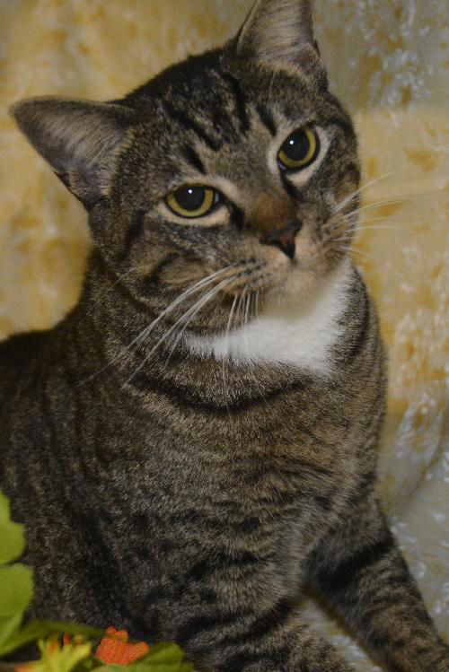 Sanford the Tabby