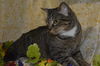 Sanford the Tabby