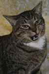 Sanford the Tabby