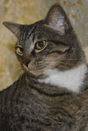 Sanford the Tabby