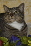 Sanford the Tabby
