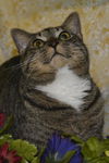 Sanford the Tabby