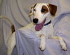 Cash the Bull Terrier