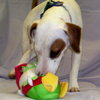 Cash the Bull Terrier